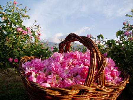 گل محمدی,درباره گل محمدی