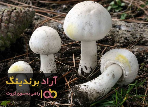 قارچ خوراکی جنگلی گیلان