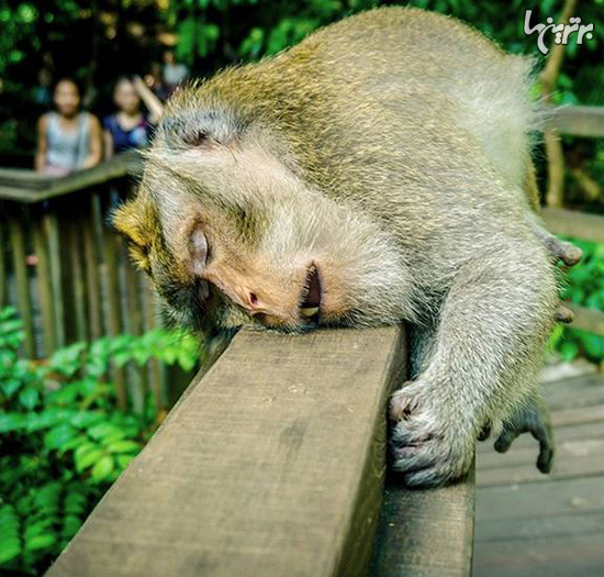 عکس‌های خنده دار و بامزه از خوابیدن حیوانات