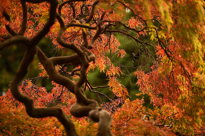 تصاویری از فصل پاییز در سراسر جهان