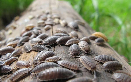 از بین بردن حشرات موذی,روش های از بین بردن حشرات موذی