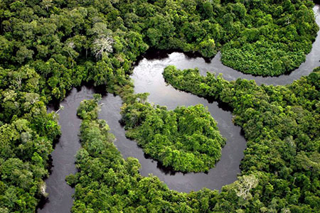  عکس هوایی رود آمازون , گونه های جانوری رود آمازون , عجایب رود آمازون