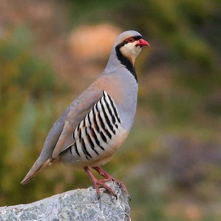 آموزش پرورش کبک در خانه, پرورش کبک, نحوه پرورش کبک