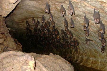 غار خفاش بهبهان