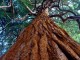 پیرترین درخت جهان را کجا می‌توان دید؟