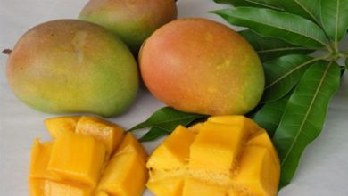 کاشت و نگهداری از انبه, آب و هوای مناسب گیاه انبه