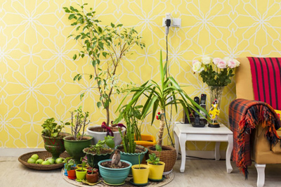 نگهداری گیاهان در پاییز و زمستان،نکاتی برای نگهداری از گل و گیاهان گل و گیاهان در پاییز و زمستان,نگهداری از گل و گیاهان آپارتمانی