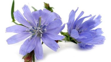 مصرف کاسنی در باردرای,مصرف عرق کاسنی در باردرای