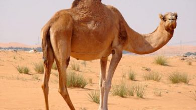 ضرب المثل های ایرانی, ضرب المثل فارس